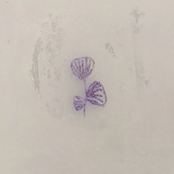Disegno trasferito sul supporto da tatuare